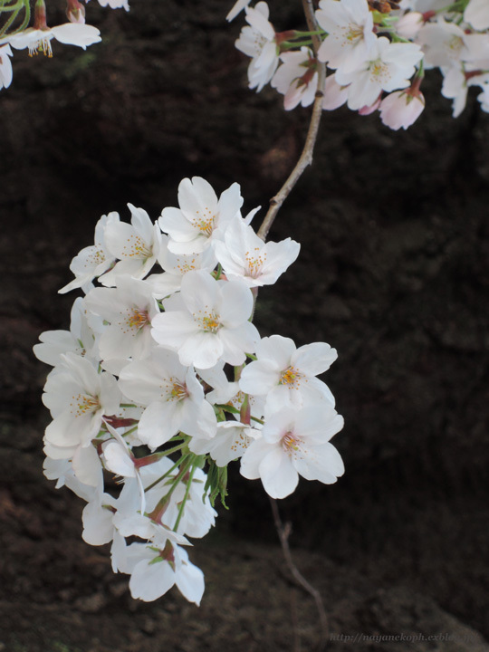 東京の桜　2015_c0218900_05053952.jpg