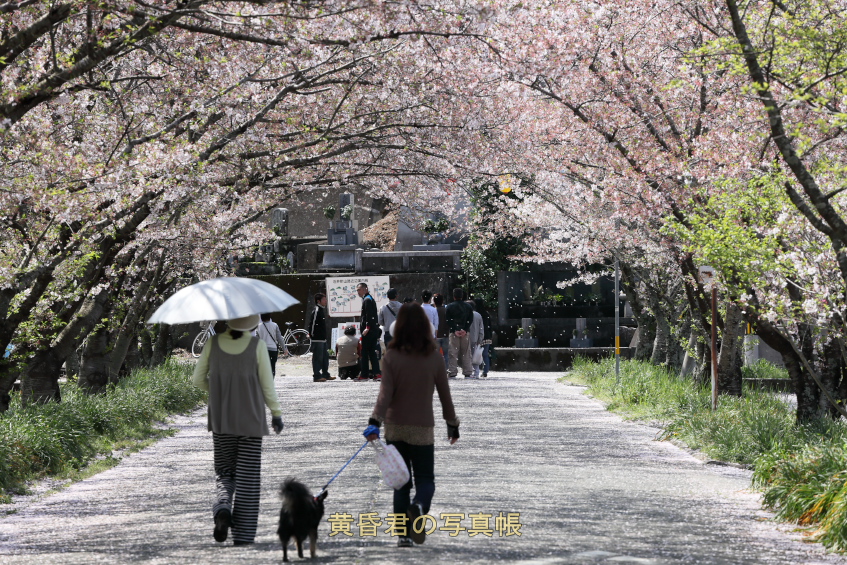 終わりかな―、今年も・・・_c0278800_12515816.jpg