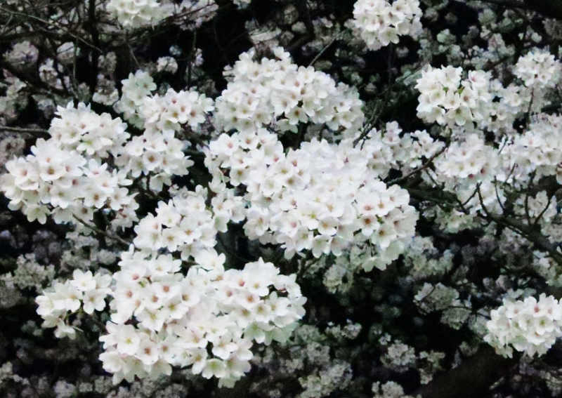 夜桜満開!_b0083801_05365436.jpg