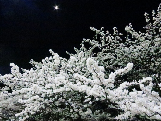 夜桜満開!_b0083801_05370065.jpg