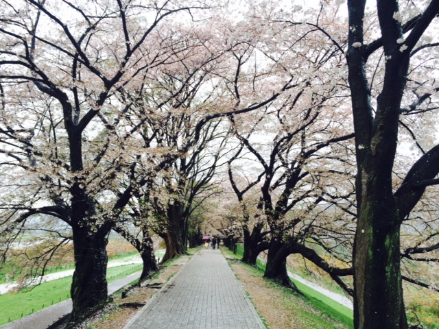 桜、そして肉。_a0050302_15134044.jpg