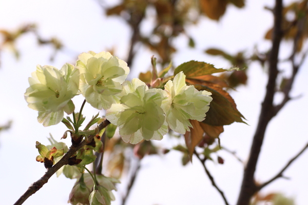 黄色い桜_d0248502_23264165.jpg