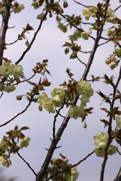 黄色い桜_d0248502_23282952.jpg