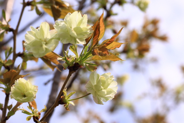 黄色い桜_d0248502_23293094.jpg