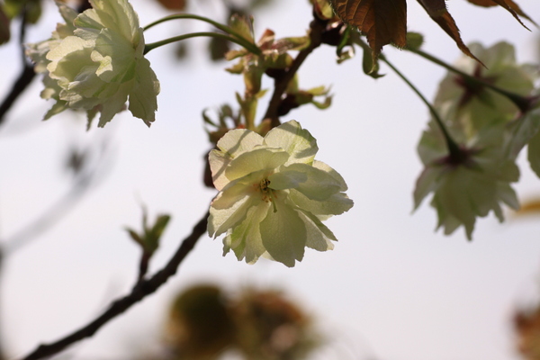 黄色い桜_d0248502_2329339.jpg