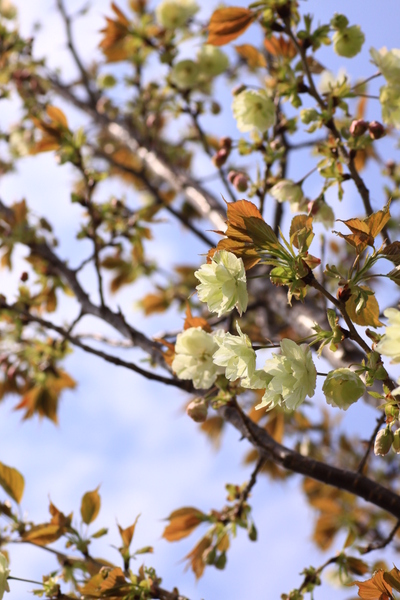 黄色い桜_d0248502_23301787.jpg