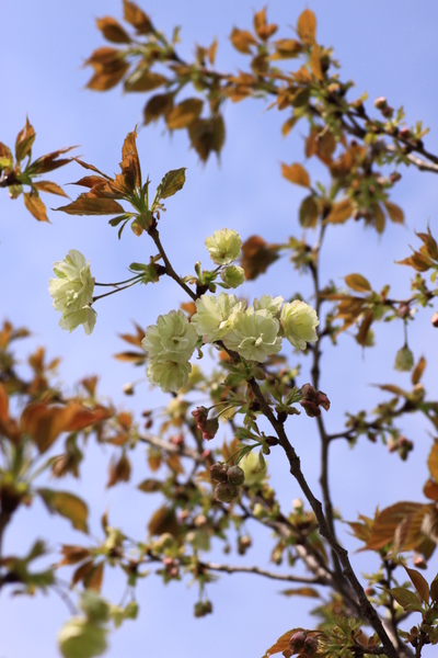 黄色い桜_d0248502_23304091.jpg