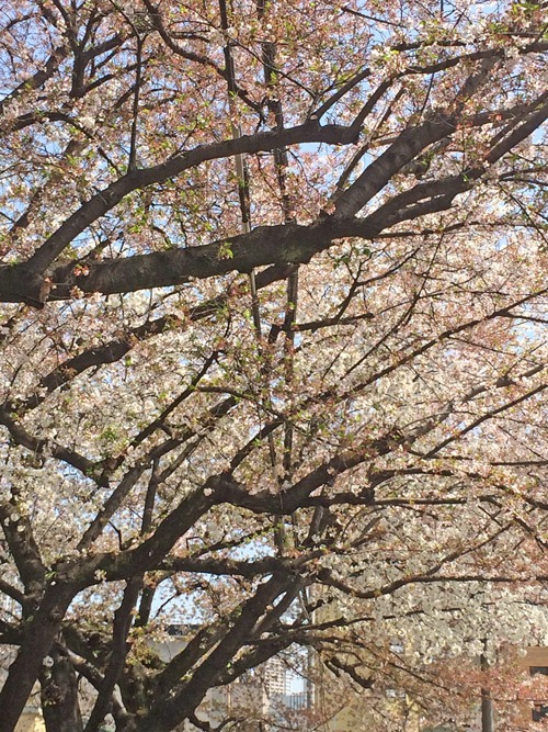 見納めの桜_b0014003_1527299.jpg