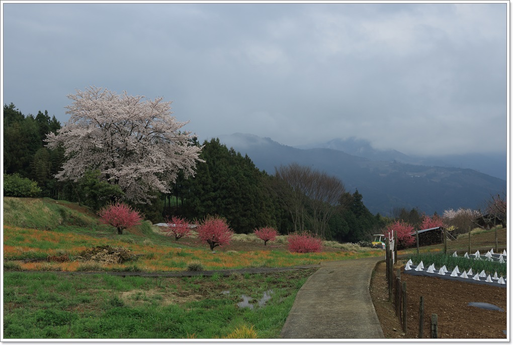 田園風景の中の「尾首（おくび）の池の桜」　内子町_a0057905_1723392.jpg