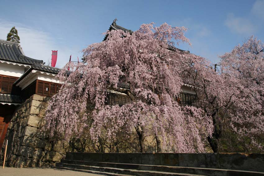 桜情報　９_f0014205_9512035.jpg