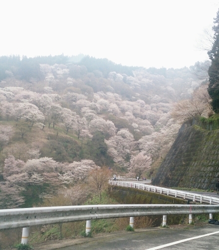 2015年4月6日吉野山中千本の桜 開花状況_f0211506_15344747.jpg