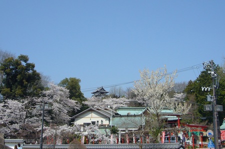 桜咲く?桜散る？_a0119307_20173577.jpg