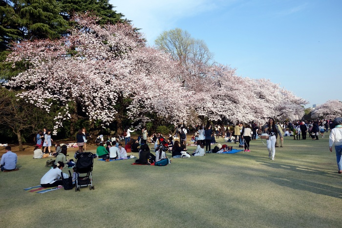 東京、新宿御苑の桜_d0116009_1141981.jpg