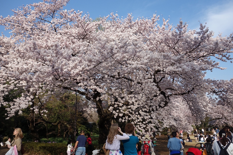 東京、新宿御苑の桜_d0116009_11461828.jpg