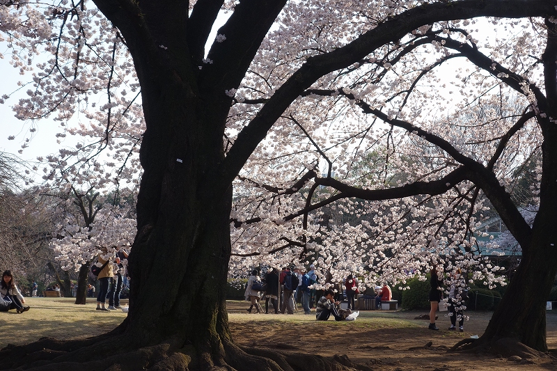 東京、新宿御苑の桜_d0116009_11464062.jpg