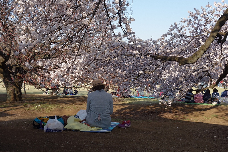 東京、新宿御苑の桜_d0116009_1146529.jpg