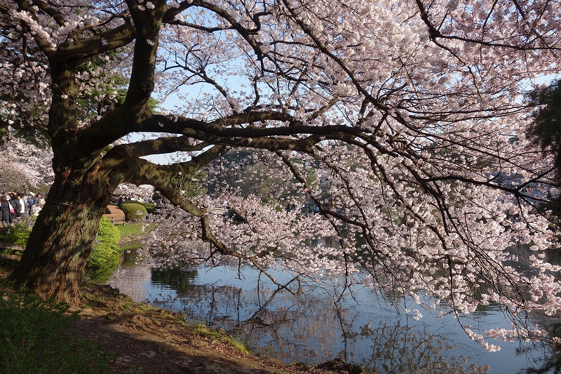 東京、新宿御苑の桜_d0116009_11472161.jpg