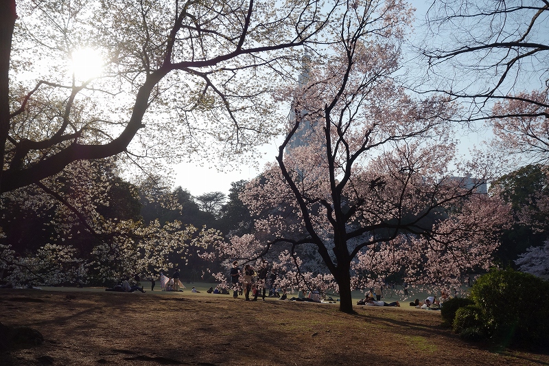 東京、新宿御苑の桜_d0116009_11474776.jpg