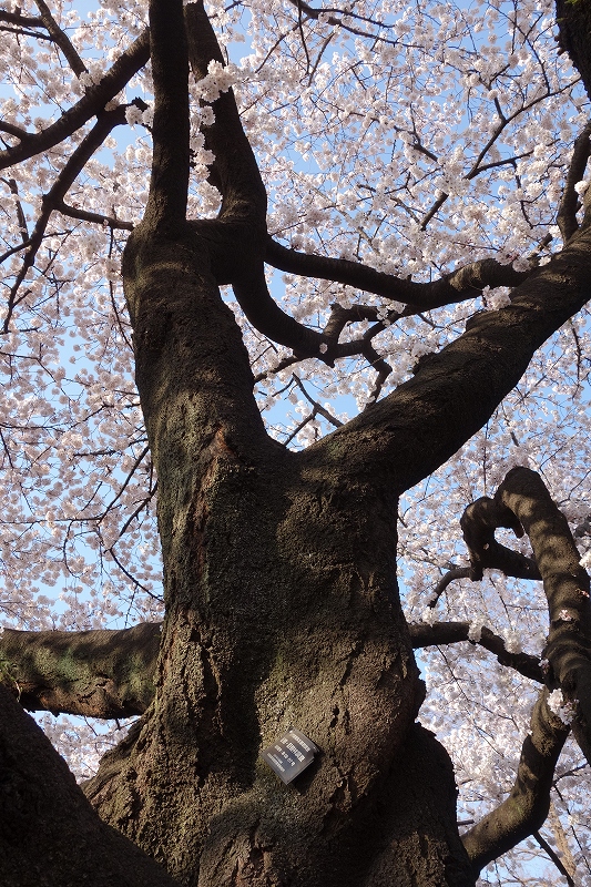 東京、新宿御苑の桜_d0116009_1147526.jpg