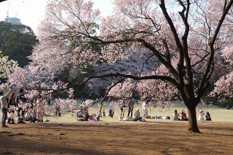 東京、新宿御苑の桜_d0116009_11475973.jpg