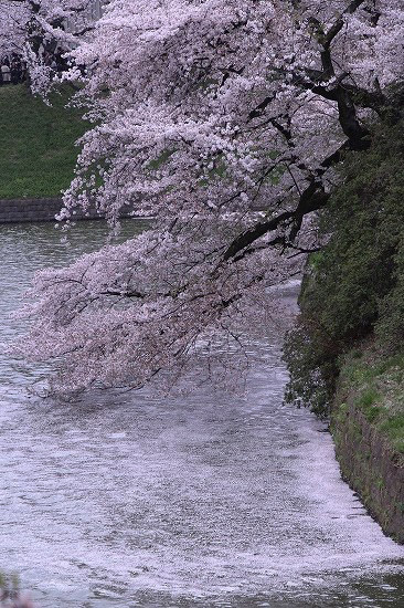 靖国神社と奉納大相撲_e0255509_2059087.jpg