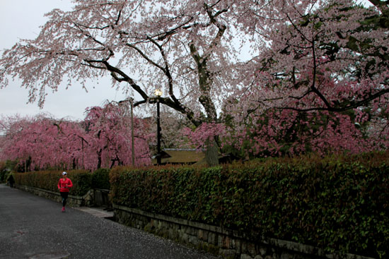 細川別邸と野村別邸 2015サクラ情報29_e0048413_20565310.jpg