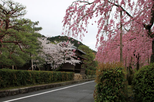 細川別邸と野村別邸 2015サクラ情報29_e0048413_20573646.jpg