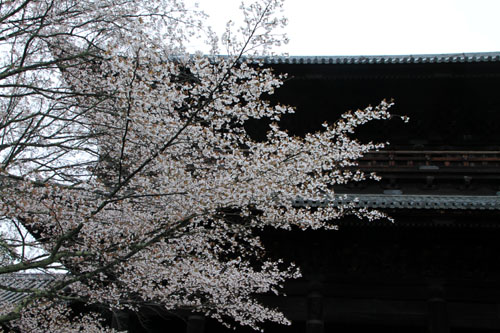 南禅寺満開 2015さくら情報30_e0048413_21341429.jpg
