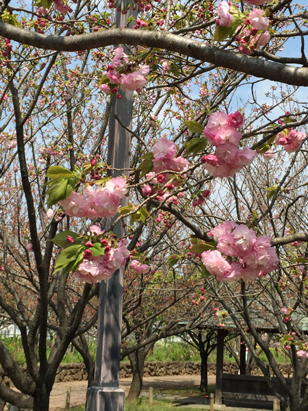 まだまだ桜_f0146014_2154613.jpg