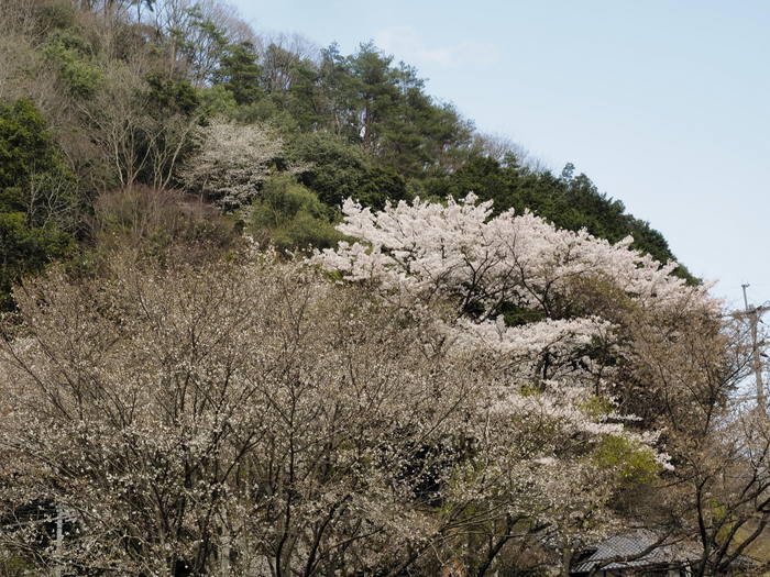 桜＆桃の花_c0116915_23333179.jpg