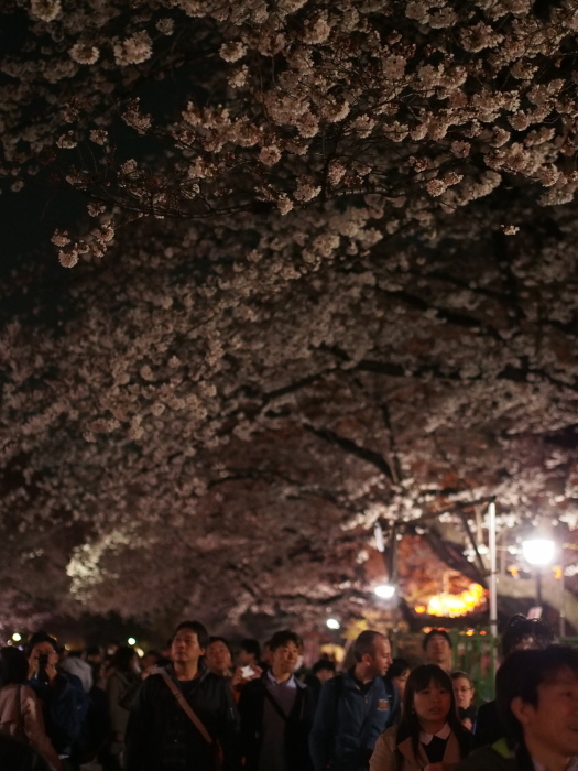 夜桜　酒さえあれば_b0224616_19032303.jpg