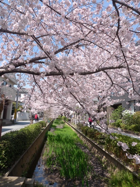 2015桜まみれ帰国記その3  呑川花見散歩_e0157816_17410149.jpg