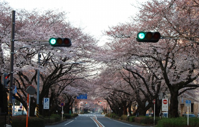 相模原の桜_e0333016_23503045.jpg