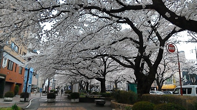 相模原の桜_e0333016_2352780.jpg