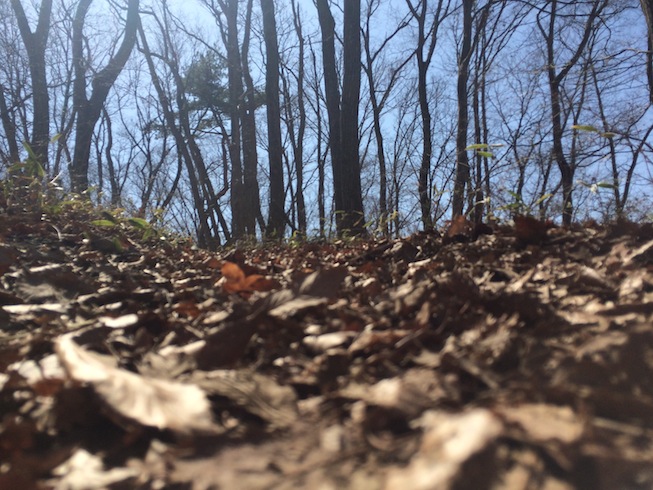 Trail Running 南奥多摩_c0222817_18334394.jpg