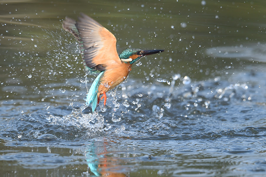 150406 晴天の公園悪し_c0278820_17122994.jpg