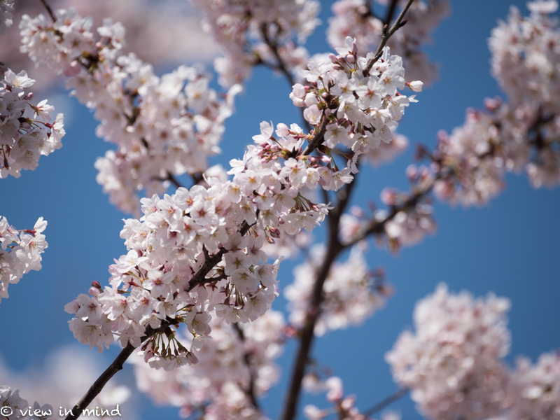 桜の季節ー４月２日、６日_d0155021_20541964.jpg