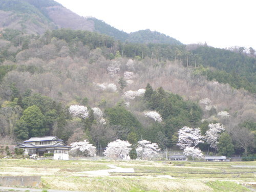 わに塚の桜・桃の郷　2015_f0149924_14595195.jpg