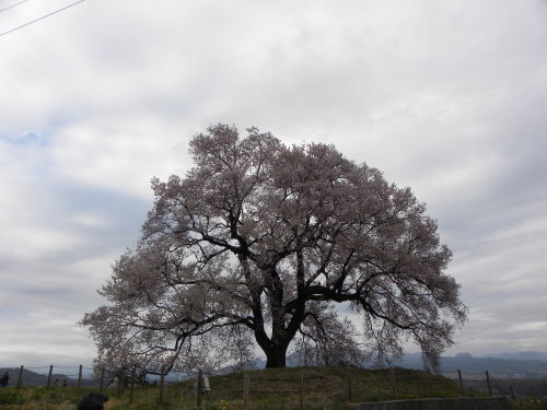 わに塚の桜・桃の郷　2015_f0149924_15012738.jpg