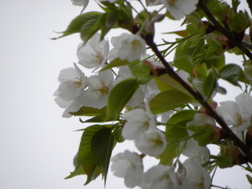 わに塚の桜・桃の郷　2015_f0149924_15285715.jpg