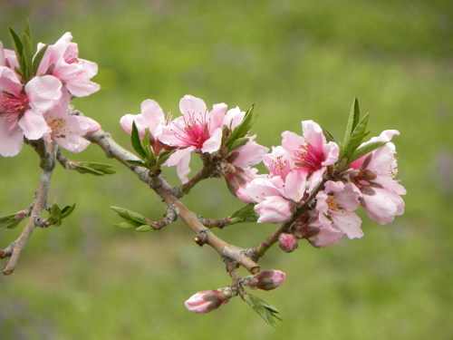 わに塚の桜・桃の郷　2015_f0149924_15311297.jpg