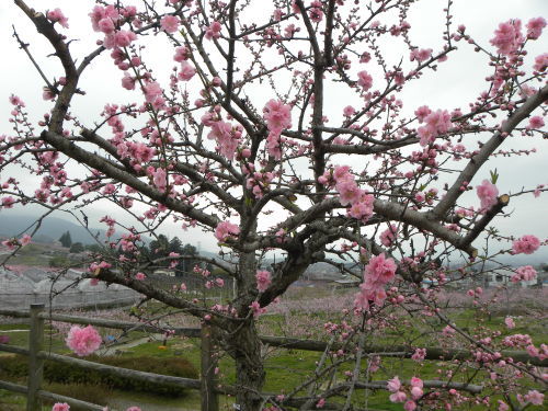 わに塚の桜・桃の郷　2015_f0149924_15312918.jpg