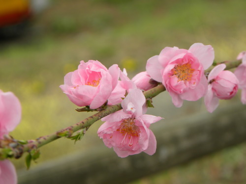 わに塚の桜・桃の郷　2015_f0149924_15314921.jpg