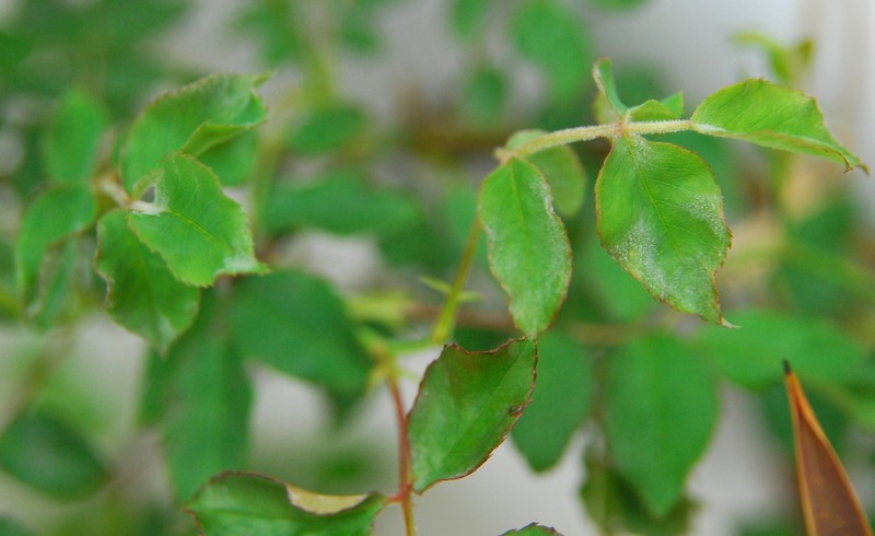 オーガニックな庭作り うどんこ病と防虫対策 山の実のおうち