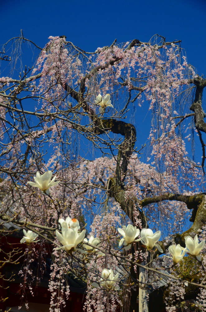 氷室神社　桜　2015_a0287533_2155030.jpg