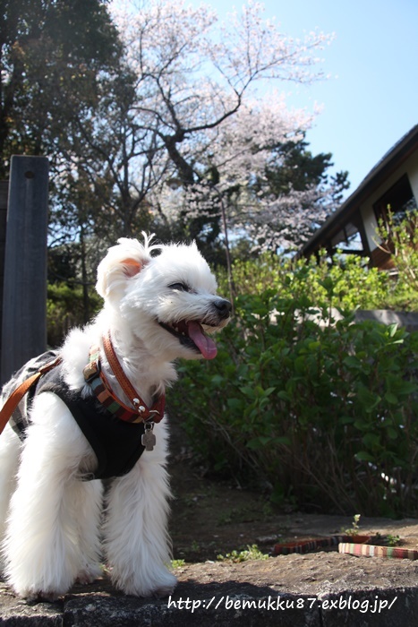 桜散歩♪　六郷用水路～多摩川台公園_b0253033_20291718.jpg