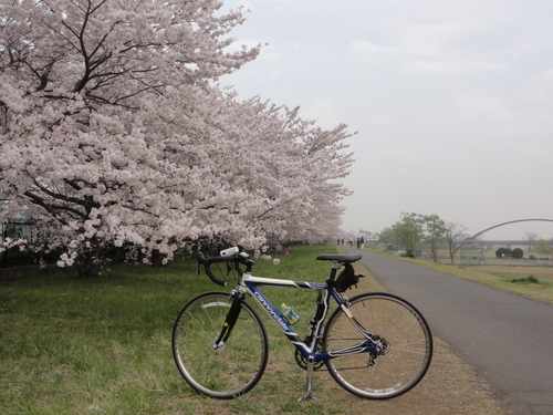 多摩サイの桜を見に（4月6日、月）_c0147935_2048428.jpg