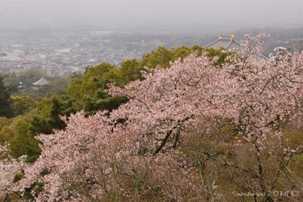 若草山　一重目にて_a0212036_21121952.jpg