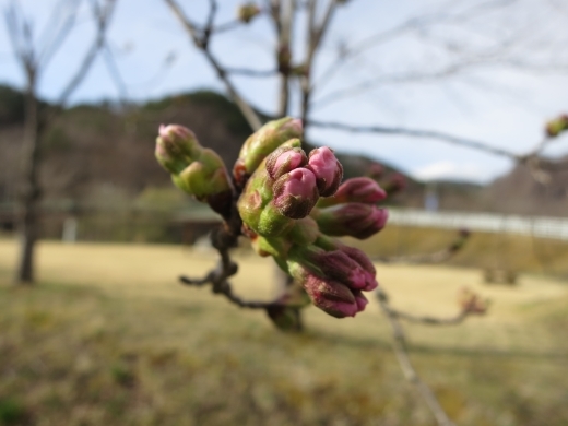 道の駅いわいずみの桜、早そうです。_b0206037_10342048.jpg