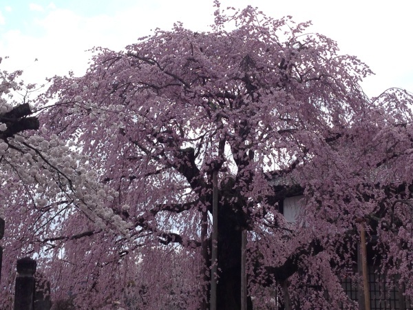 桜を見に行きました。_b0271737_20182326.jpg